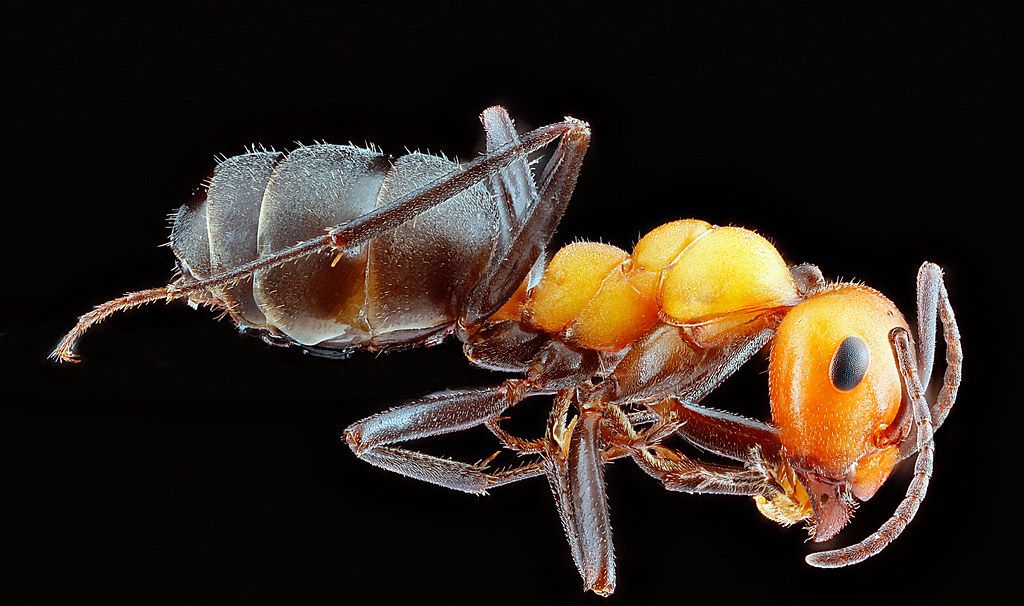 Ant Control service in Stockton, CA