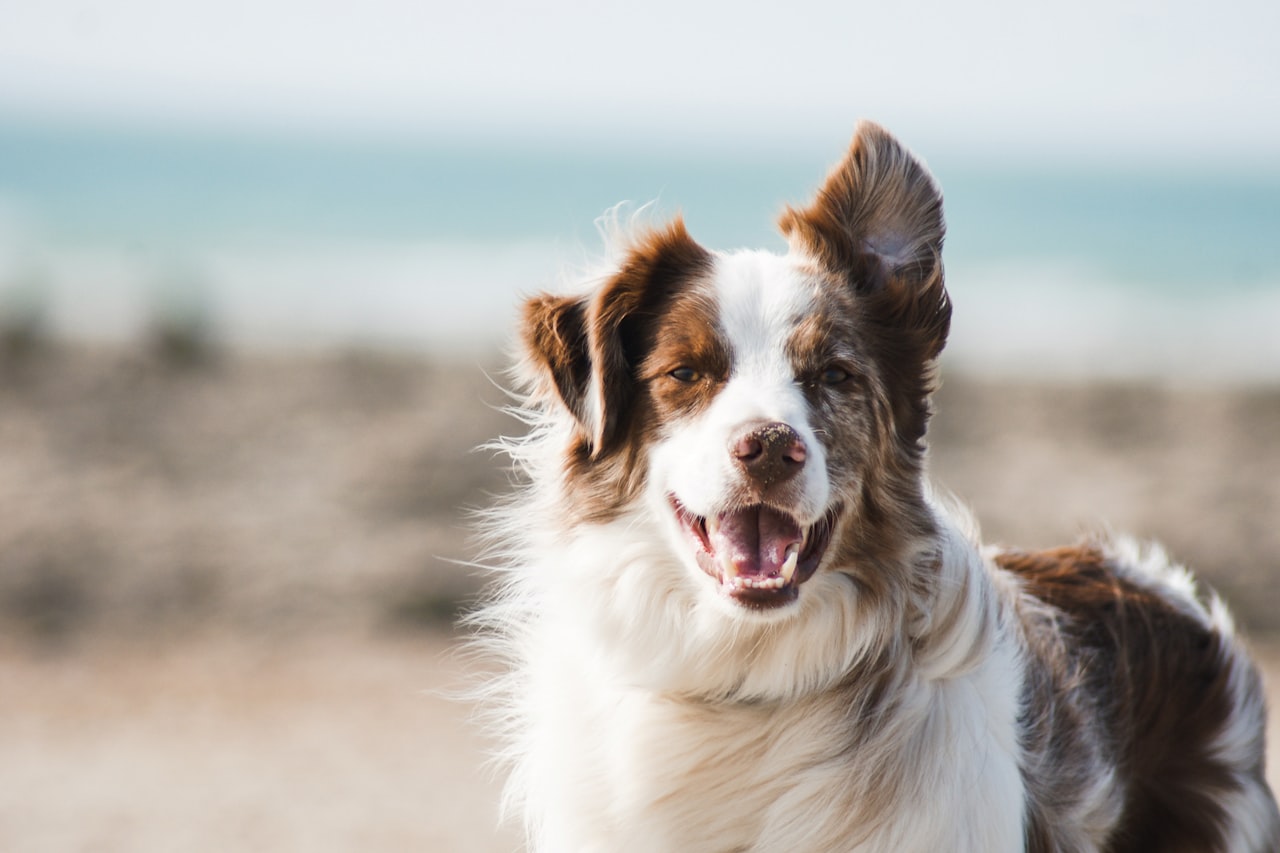 Flea & Tick Control service in Stockton, CA