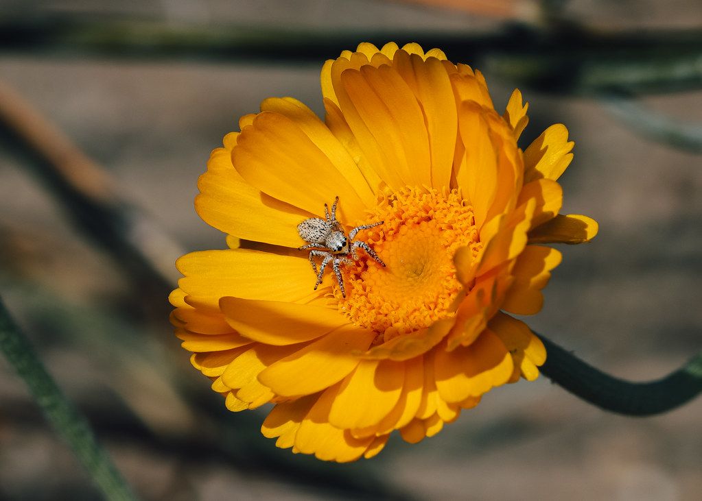 Spider Control service in Stockton, CA